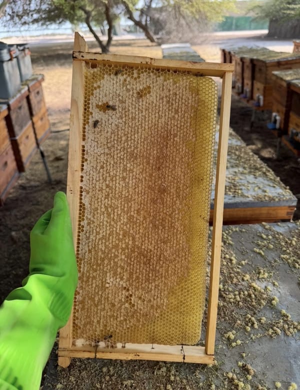 Beekeeping and Honey Production Course