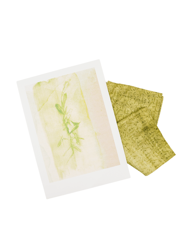 Desert Cotton -  Study II | Art Print