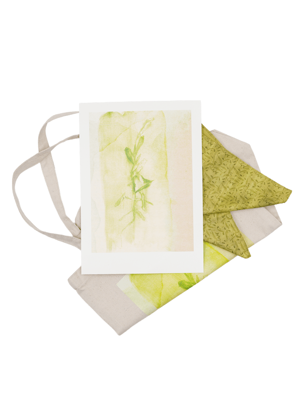 Desert Cotton -  Study II | Art Print