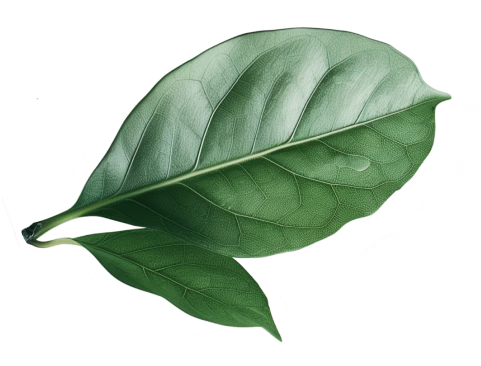 Leaf