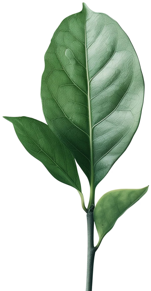 Natural leaf